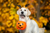 Halloween safety tips for your pawsome pups!