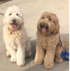 Labradoodle Brothers Reunited