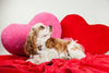 VALENTINE’S DAY PET DO’S AND DON’TS