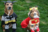 10 Halloween Pet Safety tips - Have a safe and spooktacular Halloween!