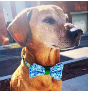 Summer Paisley Bow Tie For Dogs